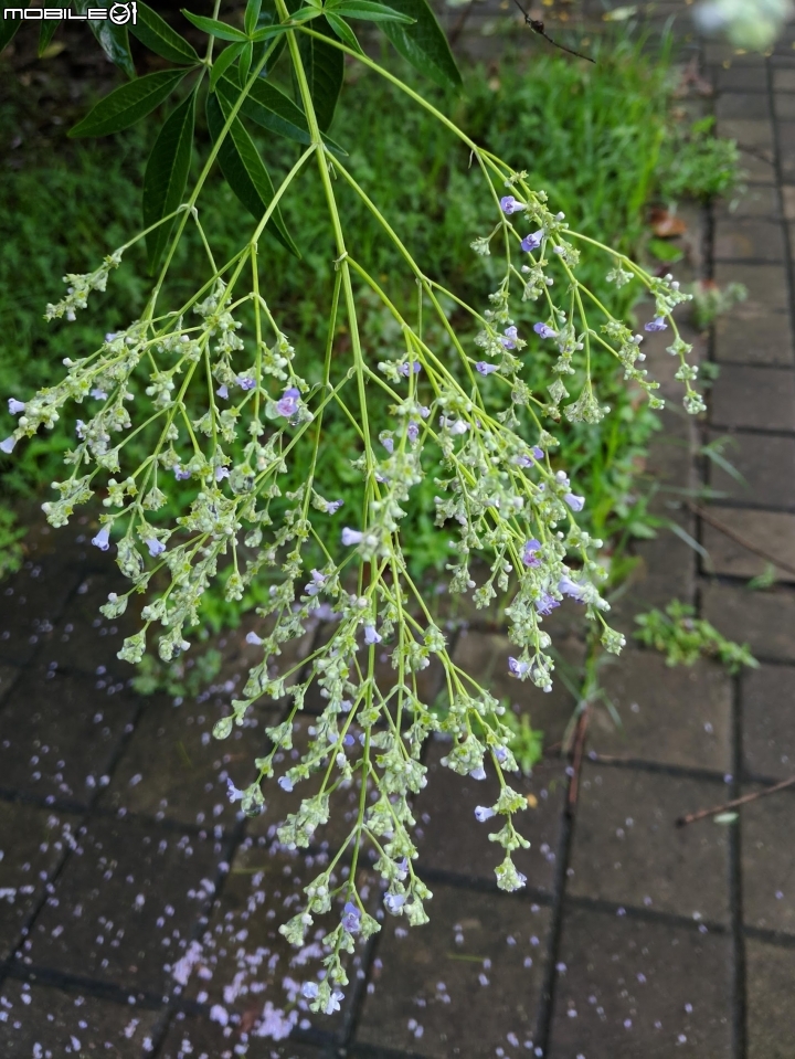 黃荊 台南市永康區永康公園 07/08