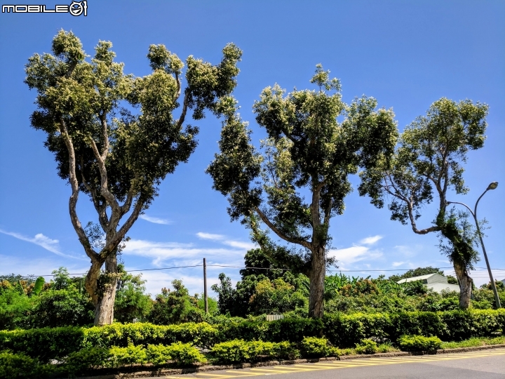 白千層 台南市中華東路南路西路 07/08