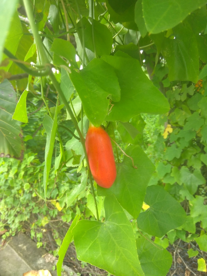 請問這是什麼瓜類?