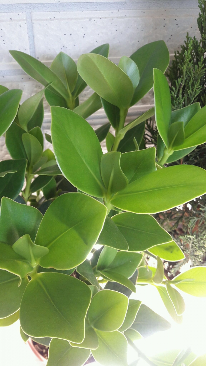 這是什麼植物啊。（軟體無法辨識）