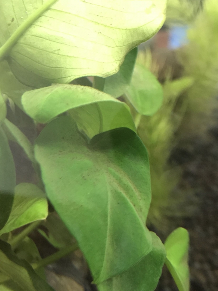 新缸剛設就貌似有黑毛藻了