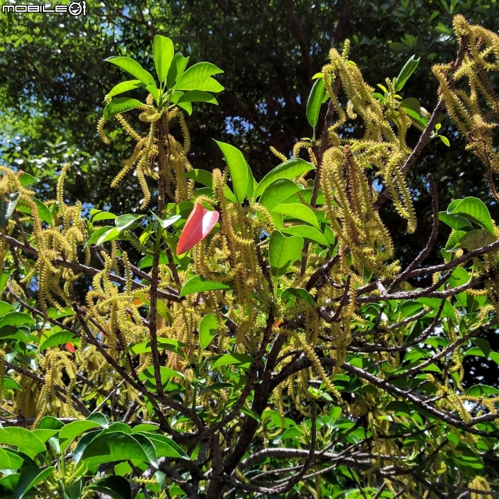 土沉香 台南市南區明和公園 06/30