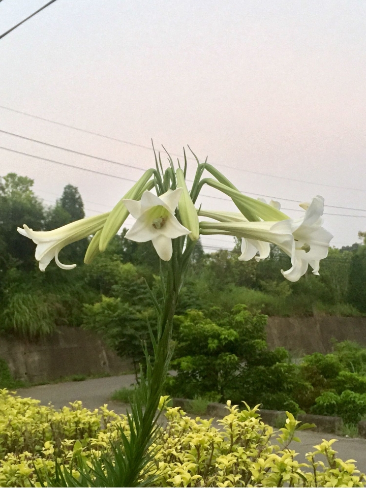 野生百合🌼