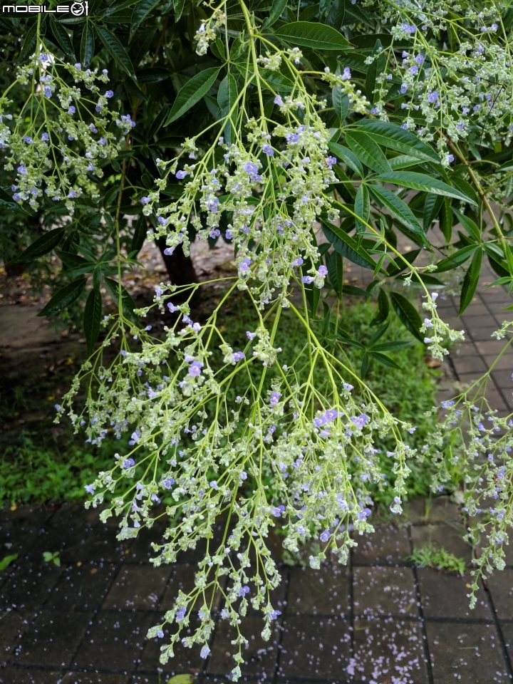 黃荊 台南市永康區永康公園 07/08