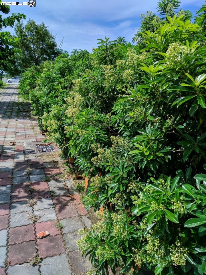 台灣海桐 台南市安南區台江國家公園管理處 07/15