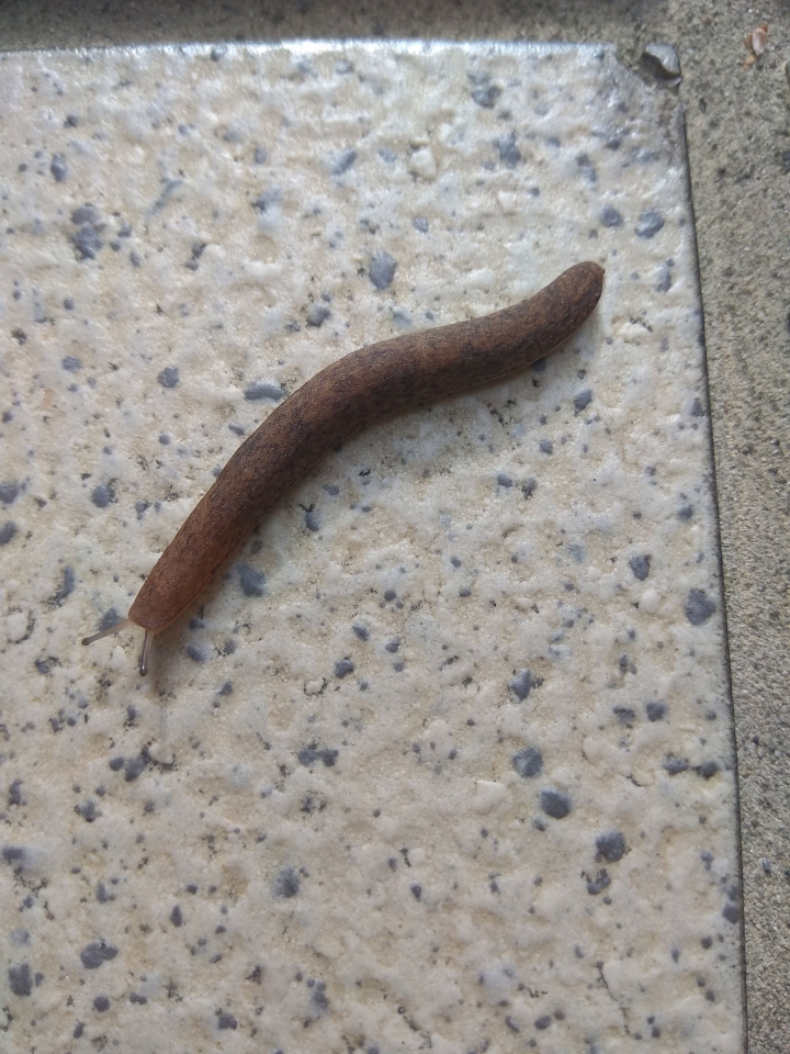 請問這是什麽動物？