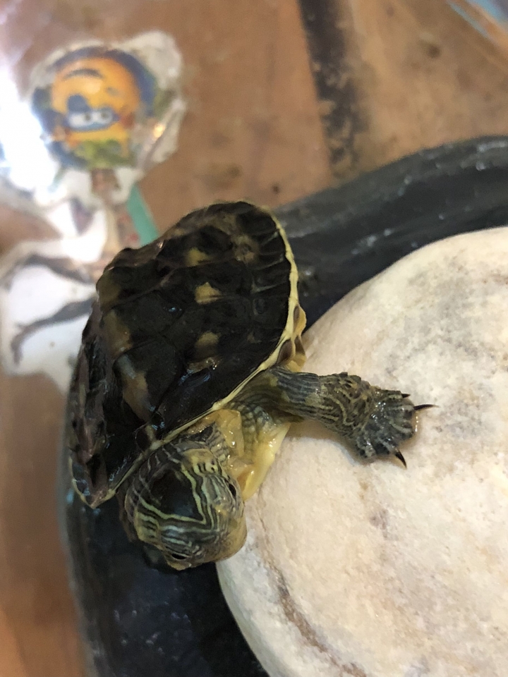 我的烏龜🐢怎麼了？是否生病？請教專業的大家！謝謝