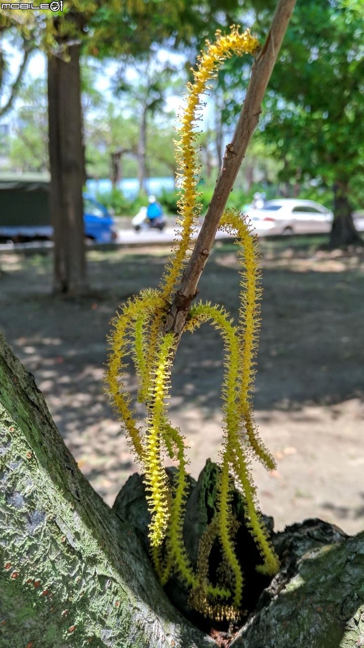 土沉香 台南市南區明和公園 06/30