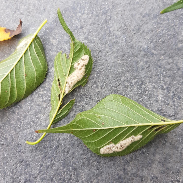 櫻花樹生病，求救