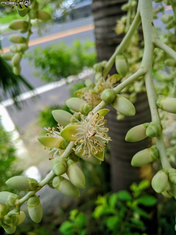馬尼拉椰子(聖誕椰子) 高雄市岡山區岡山高中 07/01