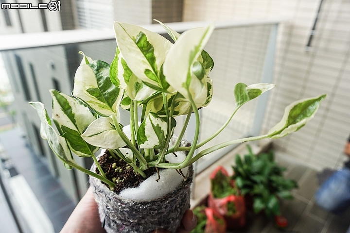 【開箱】陽台綠化第二彈,綠牆施工實訪