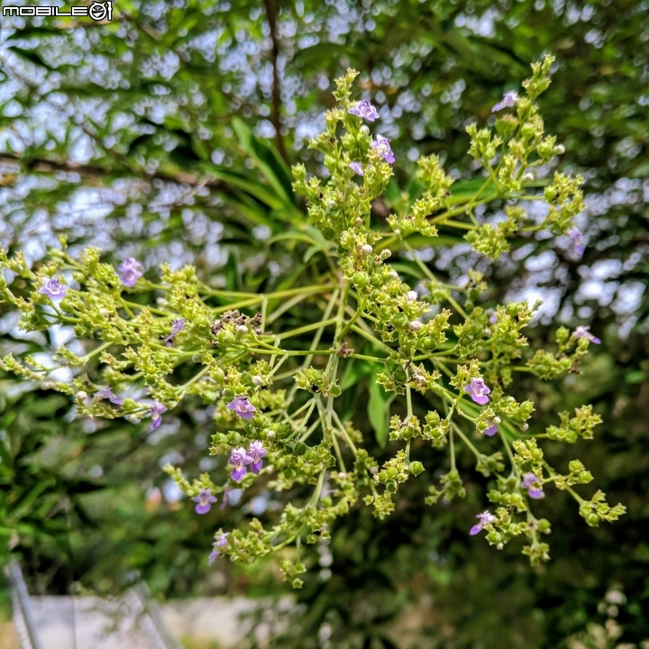 黃荊 台南市永康區永康公園 07/08