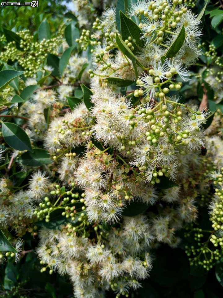 台灣赤楠 高雄市岡山區和平公園 07/01