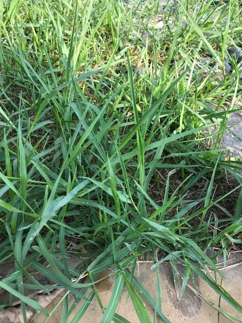 請問這是什麼草?