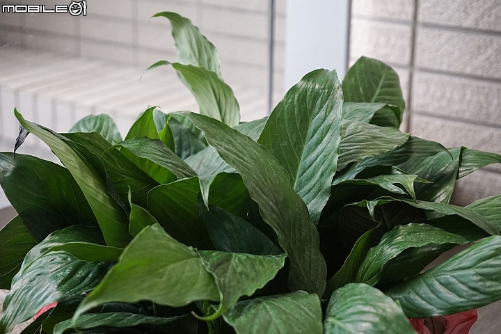 【開箱】陽台綠化第二彈,綠牆施工實訪