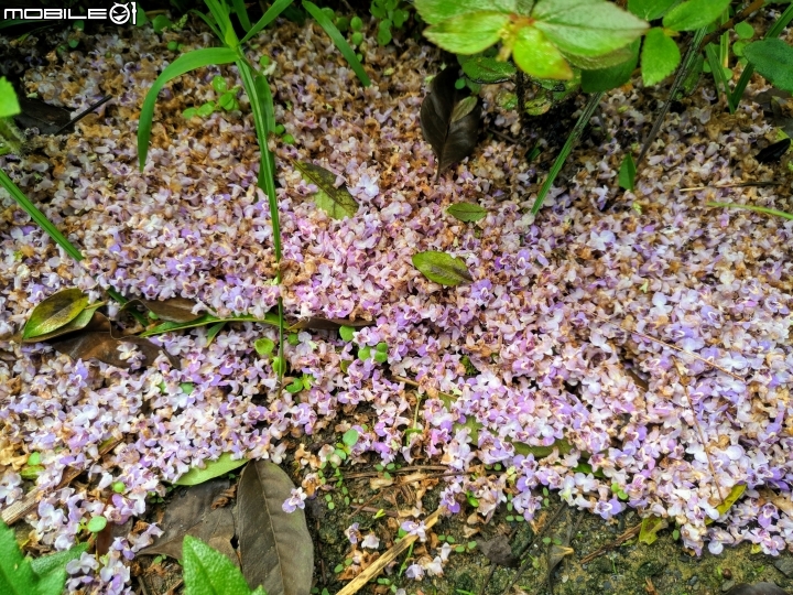 黃荊 台南市永康區永康公園 07/08