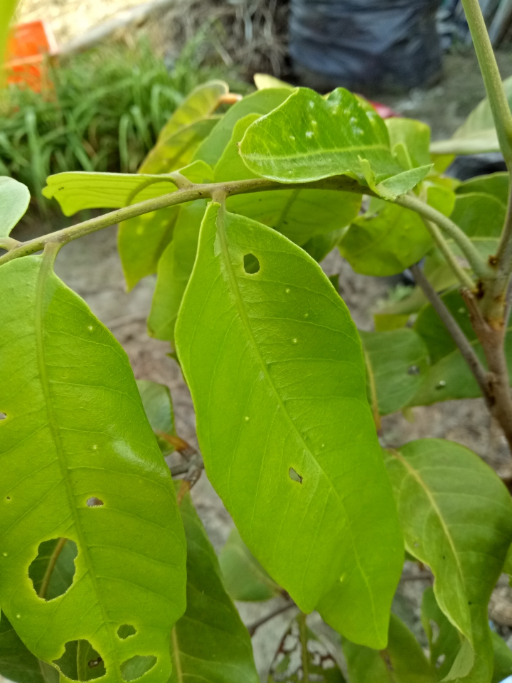 這一顆龍眼樹生的是什麼病?