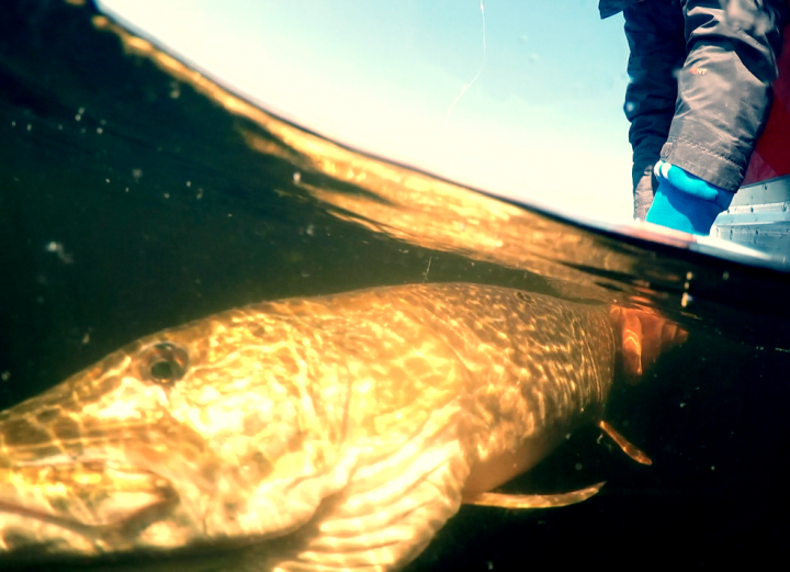 [Go Session5 + Go Pro Hero4]  加拿大米級怪物狗魚行程