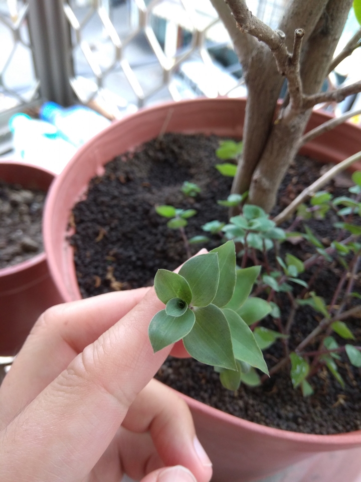 請問這是藤蔓類的植物嗎？