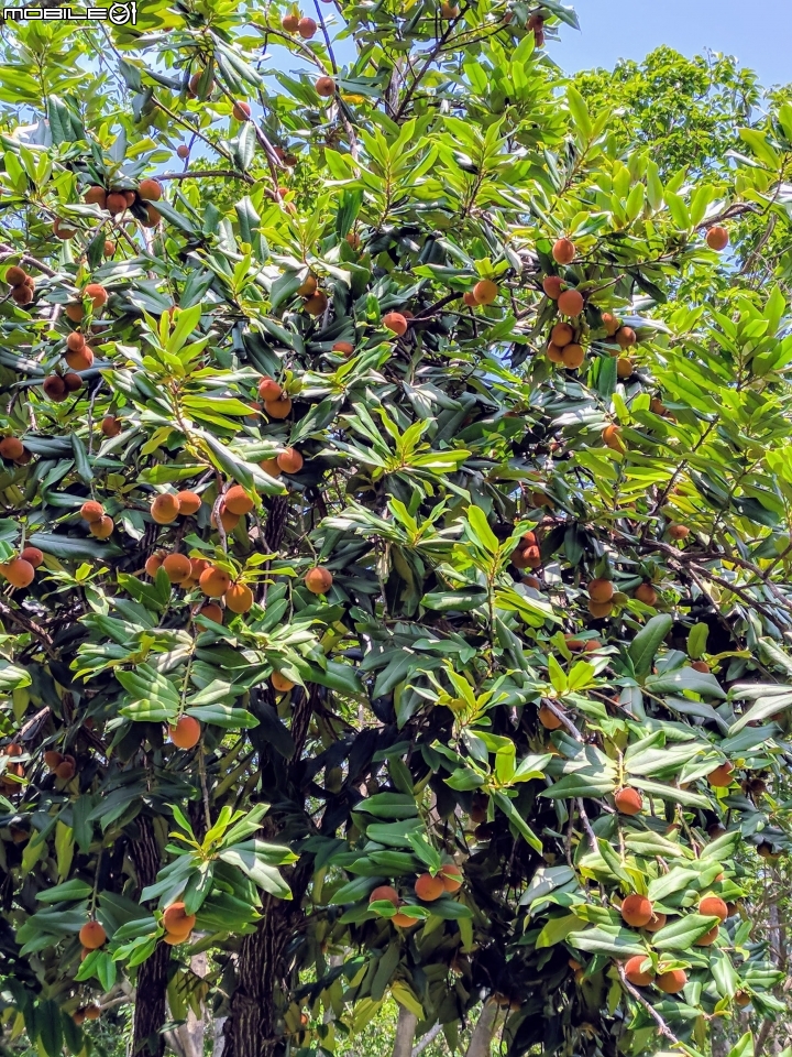 毛柿 高雄市岡山區和平公園 07/21