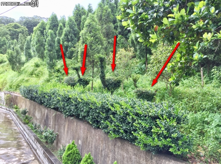 不知道植物名稱！看起來很酷