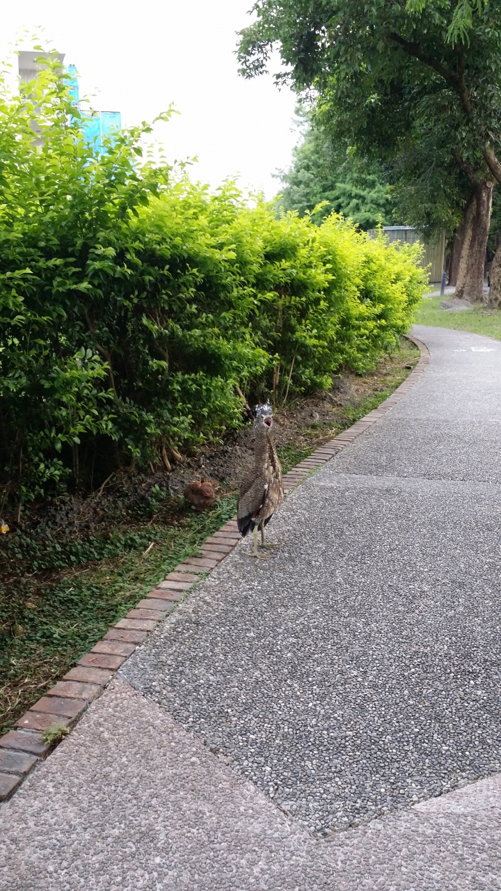 請問這是什麼鳥呢??