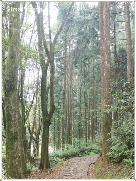 [新北三峽]台灣農林休閒茶園。森呼吸~熊空茶園