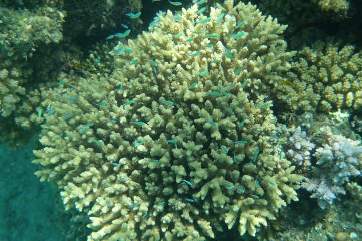 刁XT1落海