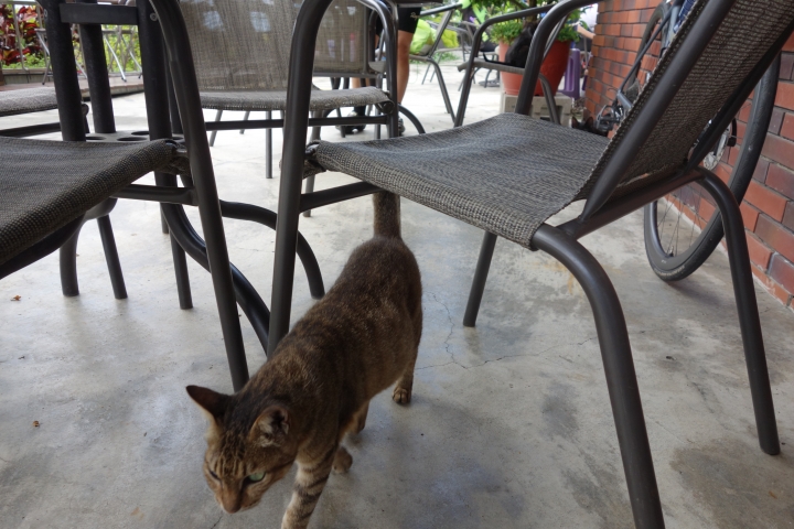 2018欣騎天，台南，175咖啡公路，