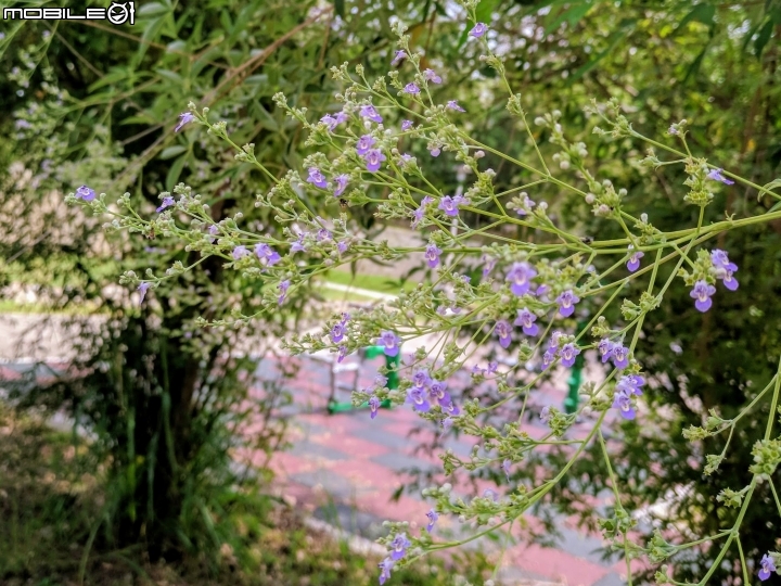 黃荊 台南市永康區永康公園 07/08
