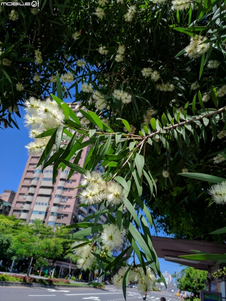 白千層 台南市中華東路南路西路 07/08