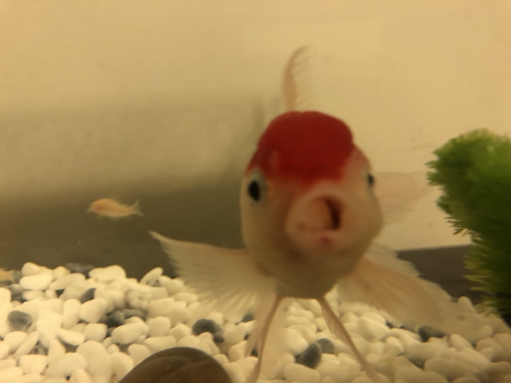我家金魚把小魚吃了.....