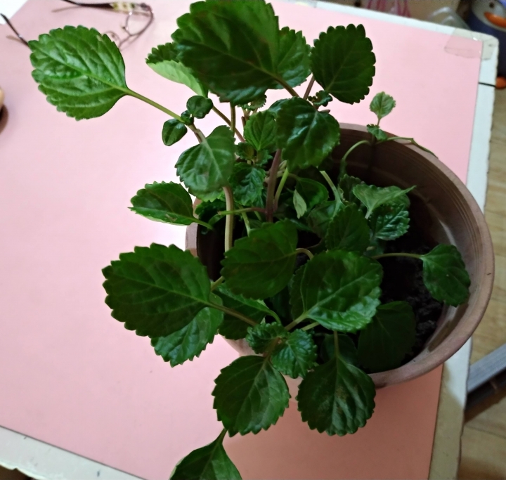 不知名植物求教