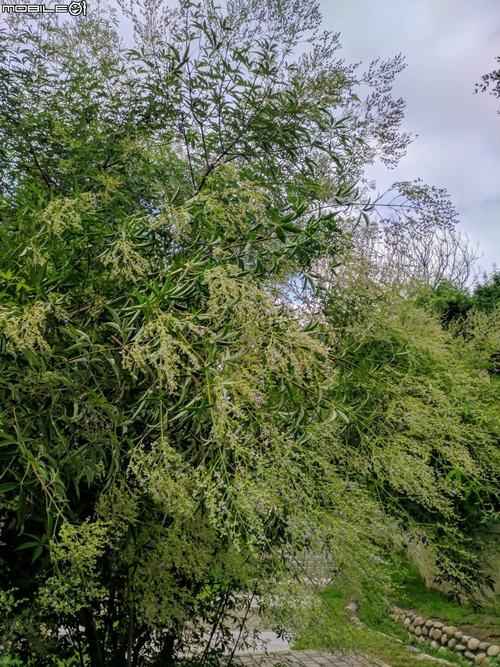 黃荊 台南市永康區永康公園 07/08