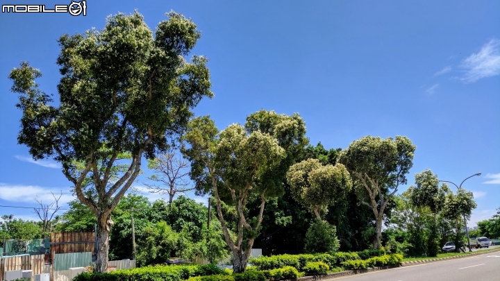 白千層 台南市中華東路南路西路 07/08