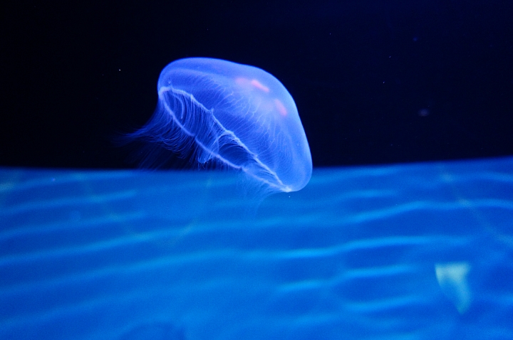 [NEX-5R]東京散步