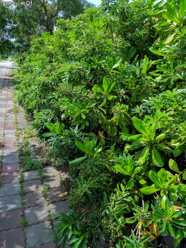台灣海桐 台南市安南區台江國家公園管理處 07/15