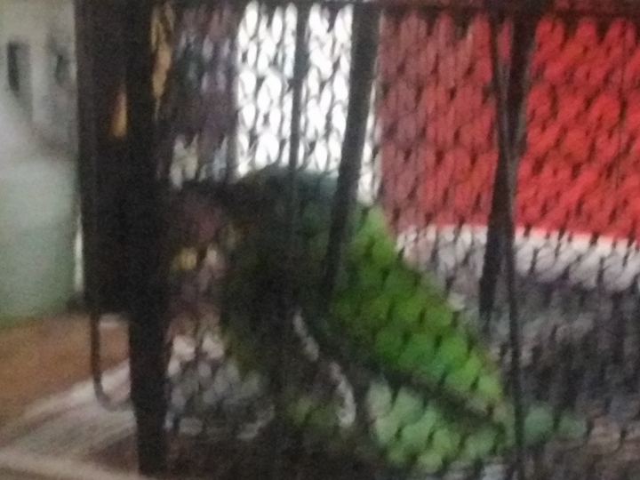 今天有隻鳥飛到我家就不走了