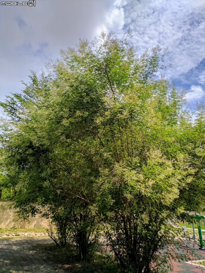 黃荊 台南市永康區永康公園 07/08