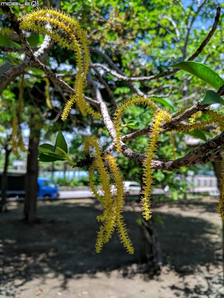 土沉香 台南市南區明和公園 06/30