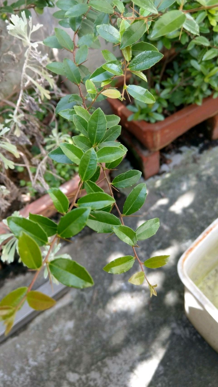 請問這是什麼植物？