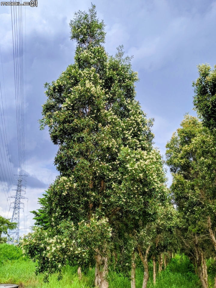 白千層 高雄市橋頭區台一線二側 07/07