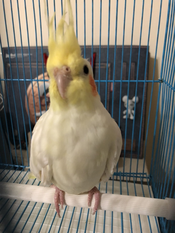 玄鳳成鳥飼養 請各位高手鳥友指教