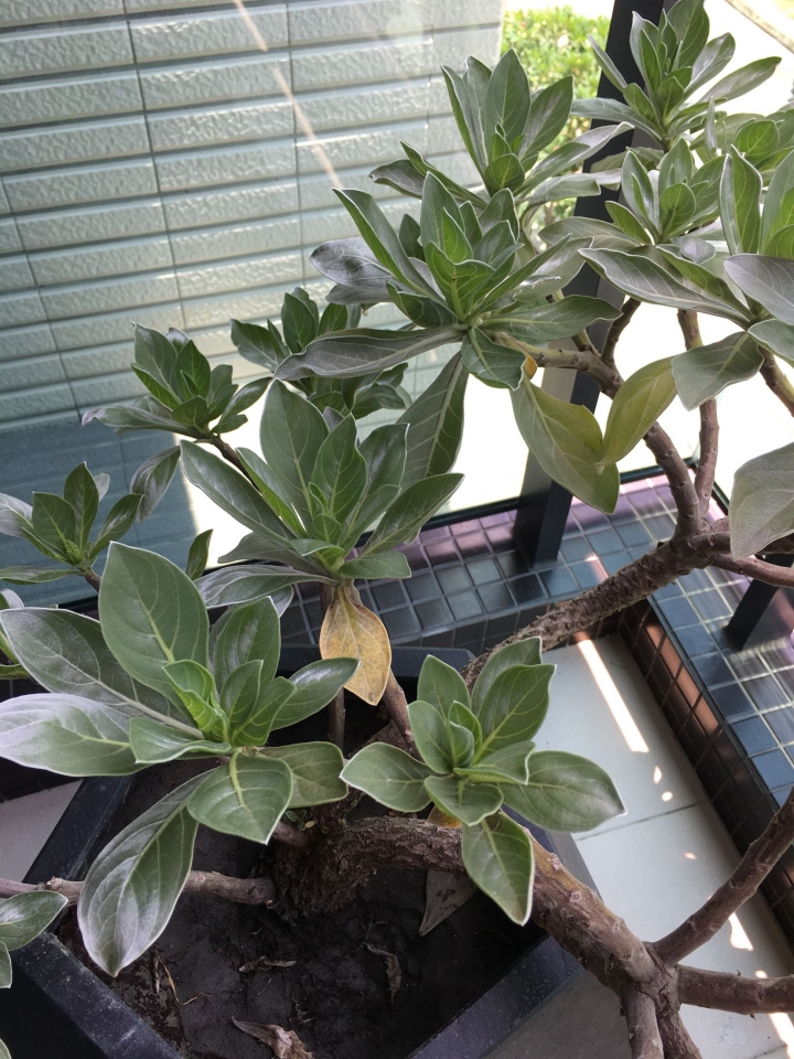 白水木每天總有三四片黃葉是正常的嗎