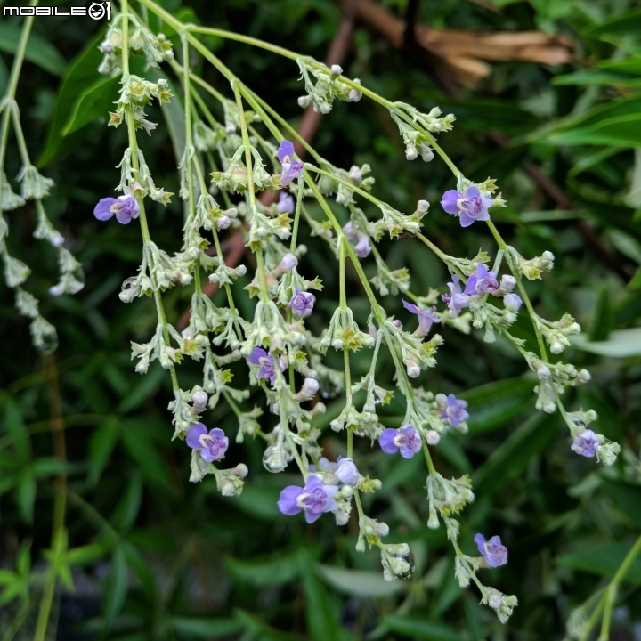 黃荊 台南市永康區永康公園 07/08