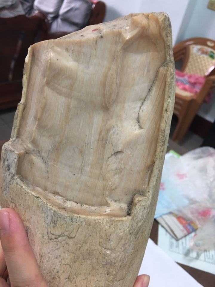 木化石值得收藏嗎