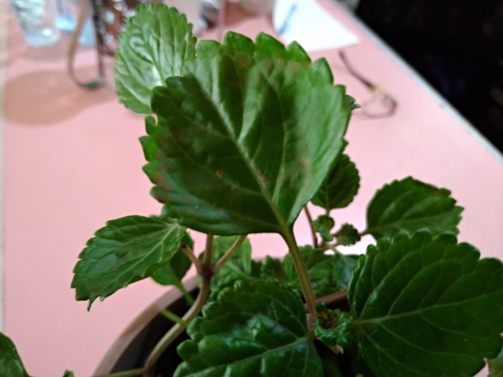 不知名植物求教