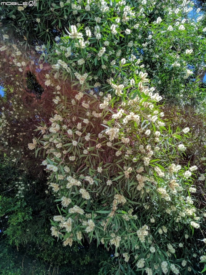 白千層 台南市中華東路南路西路 07/08