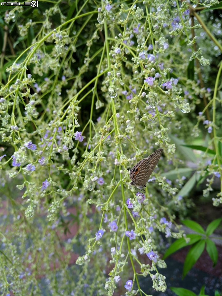 黃荊 台南市永康區永康公園 07/08