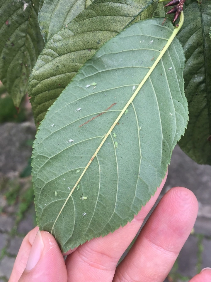 請問山櫻花葉的背面是什麼蟲 Mobile01